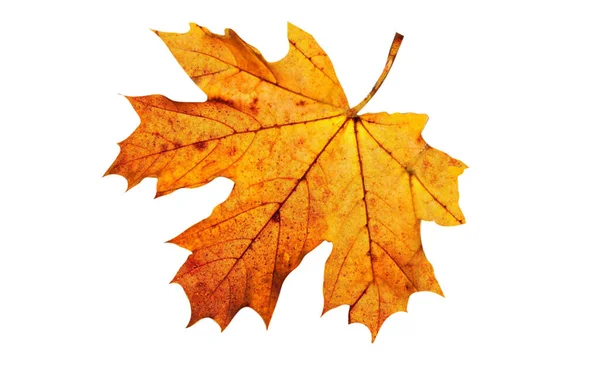 Autumn Yellow Maple Leaf Isolated White Background — Stock Photo, Image