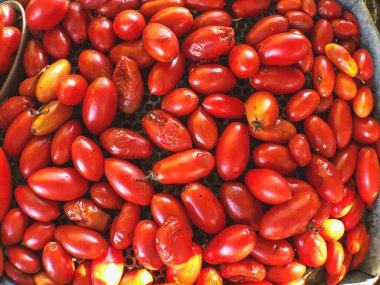 Yukardan aşağıya, büyük bir yığın olgun kırmızı erik domatesinin yakın plan görüntüsü, bazıları biraz uzamış şekilli, pürüzsüz, parlak derilerini gösteriyor.