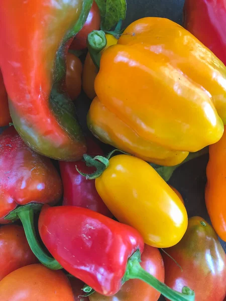 fresh organic colorful bell peppers