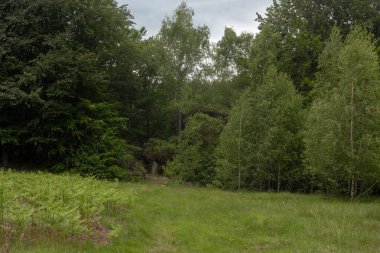 Bereketli yeşillikle sakin bir orman sahnesi. Bir çayır bulutlu bir gökyüzünün altındaki sık ağaçlara götürür. Doğa ve manzara temaları için ideal.