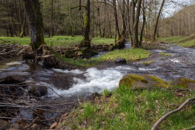 Bereketli bir ormanın içinden akan dingin bir dere, ağaçlar kıyıları kaplıyor ve benekli güneş ışığı.