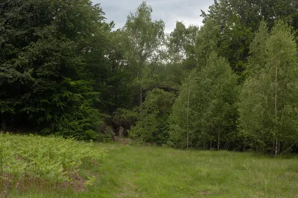 Bereketli yeşillikle sakin bir orman sahnesi. Bir çayır bulutlu bir gökyüzünün altındaki sık ağaçlara götürür. Doğa ve manzara temaları için ideal.