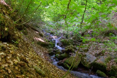 Küçük, el değmemiş bir dere, yemyeşil yapraklardan oluşan bir gölgeliğin altında, yosun kaplı kayaların üzerinde yemyeşil bir orman boyunca çağlar..
