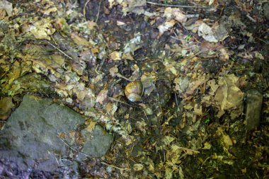 Bir salyangoz, yapraklar ve büyük bir kayayla çevrili, orman zemininde dinlenir. Salyangozun kabuğu güneş ışığında parlıyor..