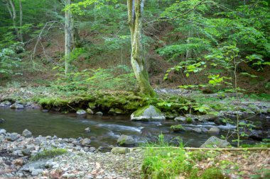Serin bir orman manzarası sergilenir, yemyeşil ve antik ağaçların arasında dolanan berrak bir dere.