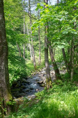 Canlı yeşil yapraklar ve ağaçların arasından süzülen güneş ışığıyla, sakin bir dere, yemyeşil bir orman boyunca esiyor..