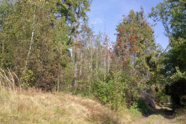 Canlı bir orman sahnesi güneş ışığıyla yıkandı, bir patika, ağaçlar ve yemyeşil bir yer. Gökyüzü arka planda görünür..