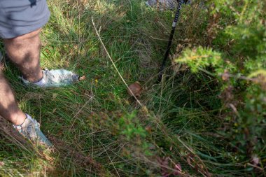 Şort ve ayakkabı giyen bir insan çimenlerde bir mantar ve görünür bir yürüyüş sopasıyla çimenli bir alanda duruyor..