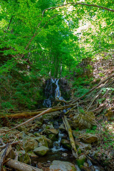 A lush forest scene featuring a small waterfall cascading down rocks, surrounded by green trees and fallen logs. The sunlight filters through the canopy.