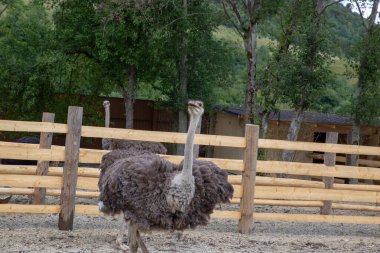 Bir devekuşu gururla durur çitlerle çevrili bir yerde, bir ağaç zeminiyle ve ahşap bir binanın ipucuyla..