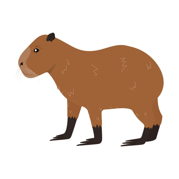 白い背景に隔離された漫画Capybara動物 キャピバラキャラクターかわいいベクトルイラスト — ストックベクタ