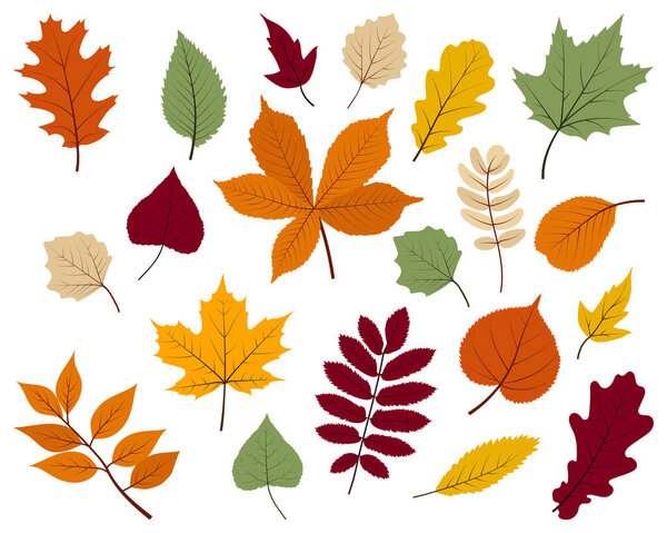 Set of colored autumn leaves on a white background. Fall vector illustration