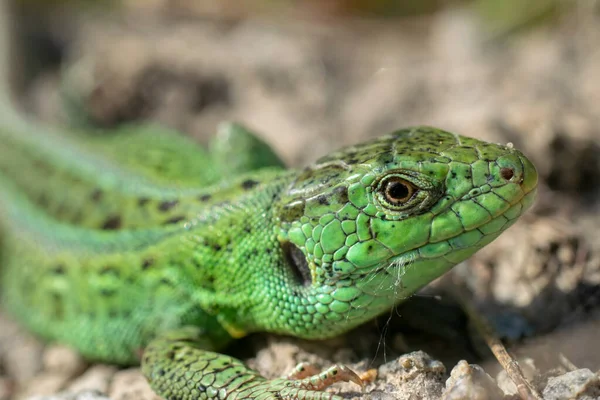 Macro Portrait Green Sand Lizard — Stock Photo, Image