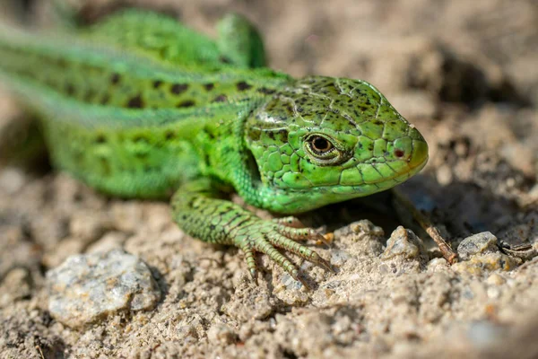 Macro Portrait Green Sand Lizard — Stock Photo, Image