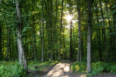 Güneşli hava, temiz hava, yeşil doğa..