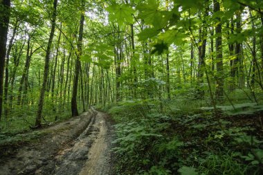 Açık hava eğlencesi, orman, temiz hava.
