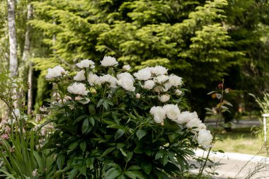 Açık hava eğlencesi, orman, temiz hava.