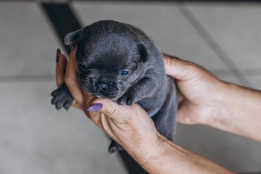 Evcil hayvanlar, küçük gri safkan köpek yavruları. 