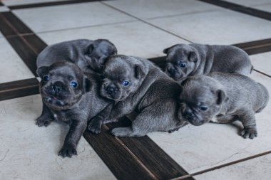 Evcil hayvanlar, küçük gri safkan köpek yavruları. 