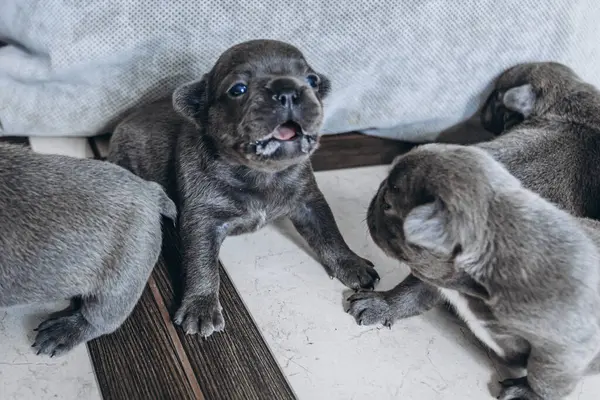 pets, small gray purebred puppies.