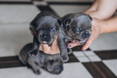 Evcil hayvanlar, küçük gri safkan köpek yavruları. 