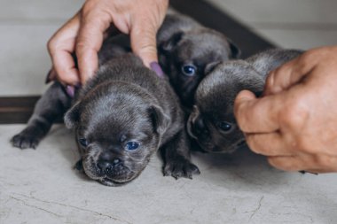 Evcil hayvanlar, küçük gri safkan köpek yavruları. 