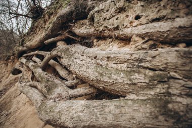 Ağaç kökleri uzun vadede ağaçların yapısıdır.. 
