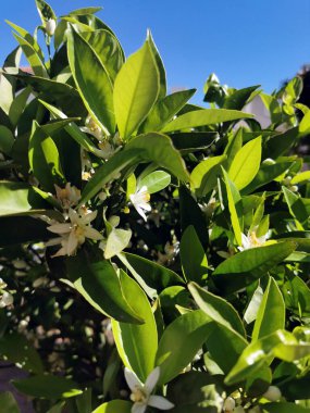 Portakallar meyve bahçesindeki bir ağaçta çiçek açar ve gündüz vakti güneş ışınları. turuncu çiçekler,