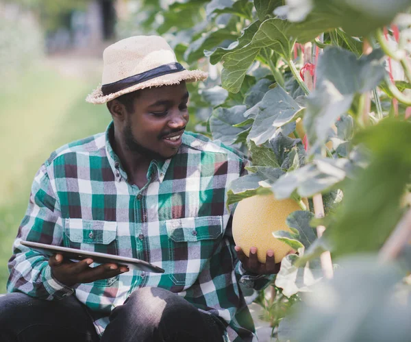 Petani Afrika Cerdas Memakai Tablet Untuk Penelitian Melon Pertanian Organik — Stok Foto
