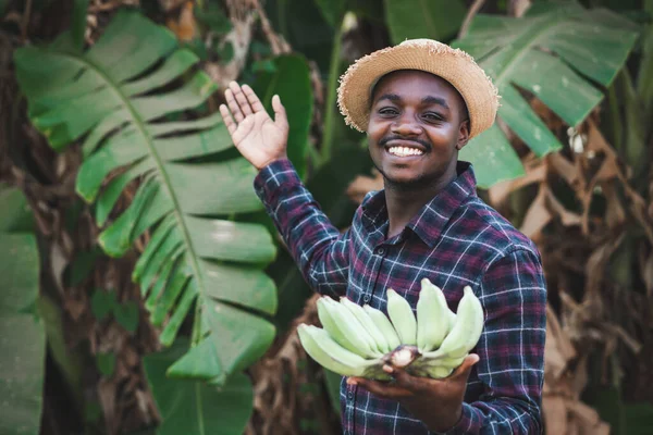 Посмішка Фермерів Африки Які Тримають Банани Вирізьблені Органічної Ферми Експорту — стокове фото
