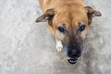 Kızgın köpek. Köpek bakıyor ve saldırıyor.