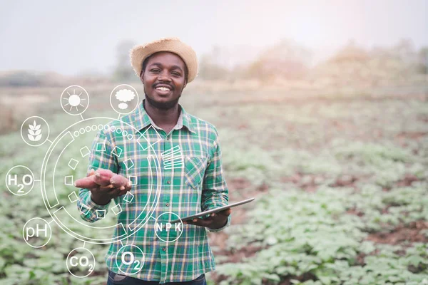 Agricultor Africano Que Utiliza Tableta Para Investigación Sobre Batata Fresca — Foto de Stock