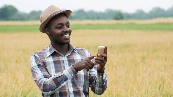 Africký Farmář Klobouku Stojí Používá Smartphone Svém Pěstitelském Pšeničném Poli — Stock fotografie