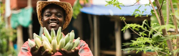 Agricultor Africano Segurando Bananas Orgânicas Crescendo Sua Fazenda Conceito Sobre — Fotografia de Stock