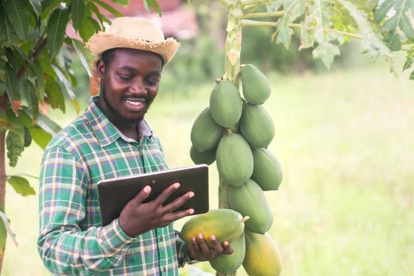 African Farmer with hat using tablet in the organic papaya plantation field.Agriculture innovation or cultivation concept