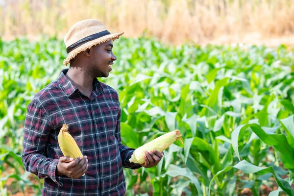 Африканський Фермер Тримає Свіжу Кукурудзу Органічній Фермі Посмішкою Щастям — стокове фото