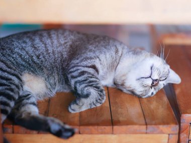 Şirin bir kedi tahtadan bir sandalyede rahat bir şekilde uyuyor.