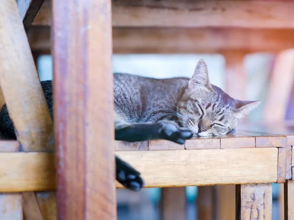 Милий Кіт Комфортно Спить Дерев Яному Стільці — стокове фото