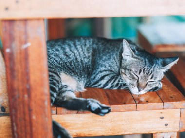 Şirin bir kedi tahtadan bir sandalyede rahat bir şekilde uyuyor.