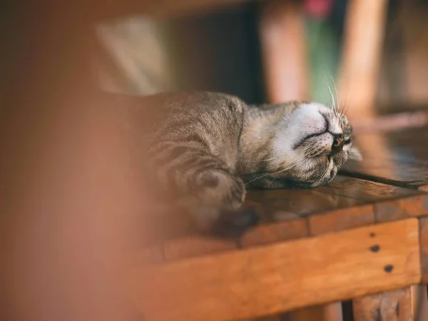 Gato Bonito Está Dormindo Confortavelmente Uma Cadeira Madeira — Fotografia de Stock