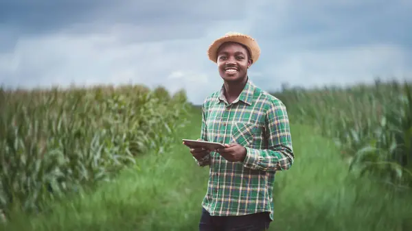 Agricultor Africano Usando Tableta Para Ayudar Plantar Cultivar Maíz Orgánico — Foto de Stock