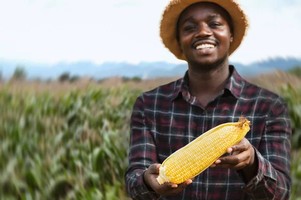 Agricultor Africano Com Chapéu Segurando Mostrando Milho Doce Fresco Sua — Fotografia de Stock