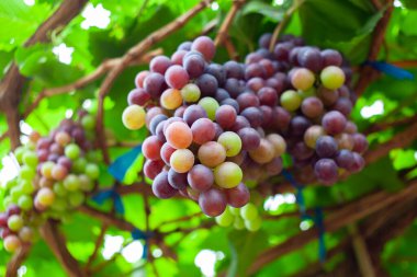 Üzüm bağında yeşil ve mor üzümler doğal olarak yetişir. Bahçedeki sarmaşıkta üzüm demeti