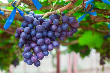 Üzüm bağında mor üzümler doğal olarak yetişir. Bahçedeki sarmaşıkta üzüm demeti