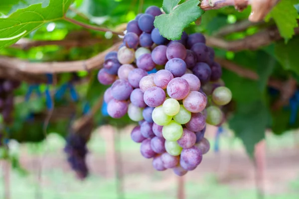 Green and purple grapes in the vineyard Sweet grapes are grown naturally. bunch of grapes on the vine in the garden