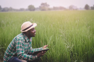Afrikalı çiftçi organik tarım alanındaki pirinç yapraklarını araştırmak için tablet kullanıyor. Tarım yeniliği ve tarım fikirleri. Sürdürülebilirlik, büyüme veya gelecekteki çiftçilik için gelecek hologram teknolojisi kavramı