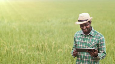 Afrikalı çiftçi organik tarım alanındaki pirinç yapraklarını araştırmak için tablet kullanıyor. Tarım yeniliği ve tarım fikirleri