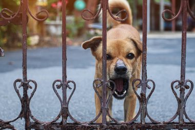Kızgın köpek çitin içinde havlıyor..