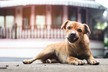 Kızgın köpek evde tehdit ediyor ya da havlıyor. Köpekler bölgeyi seven ya da bir şeylere sahip olan hayvanlardır..