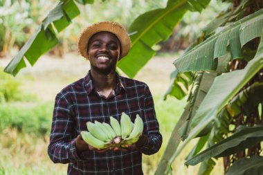 Organik ekimde taze muzlarla gülümseyen Afrikalı çiftçi. Tarım yeniliği ya da tarım kavramı.